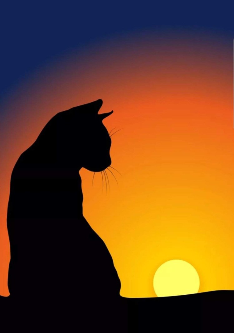 Черная кошка на фоне заката