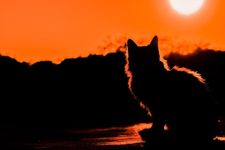 Одинокий кот