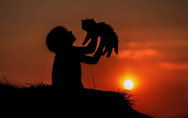 Кошка на закате на крыше