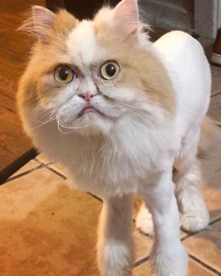 Персидский кот Луи