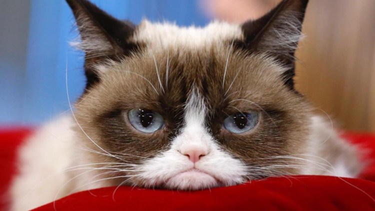 Злой кот Грампи Кэт