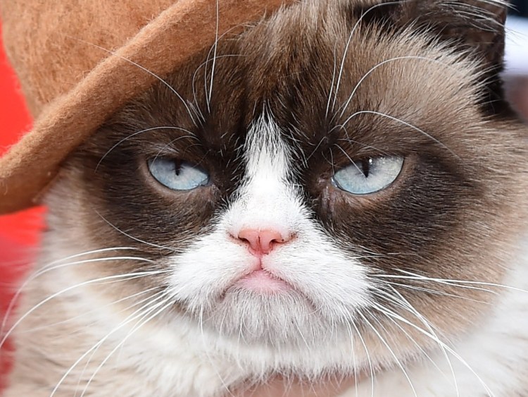 Злой кот Грампи