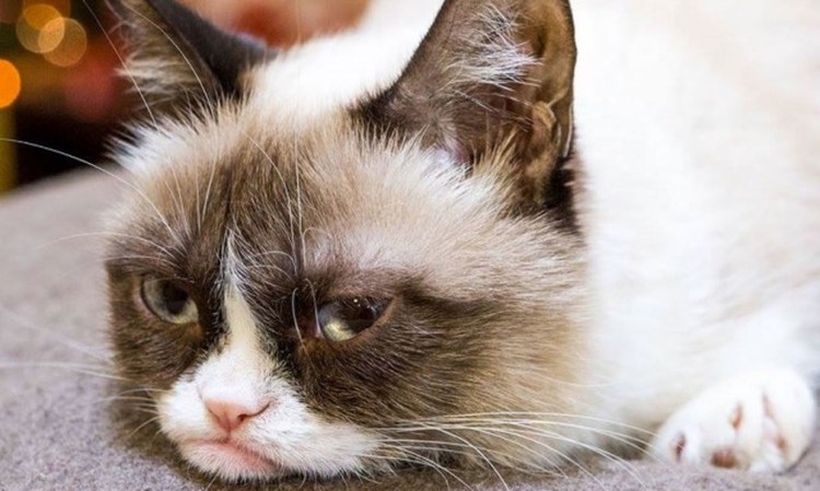 Недовольные коты