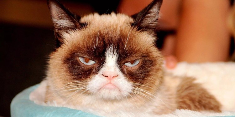 Грампи Кэт улыбается