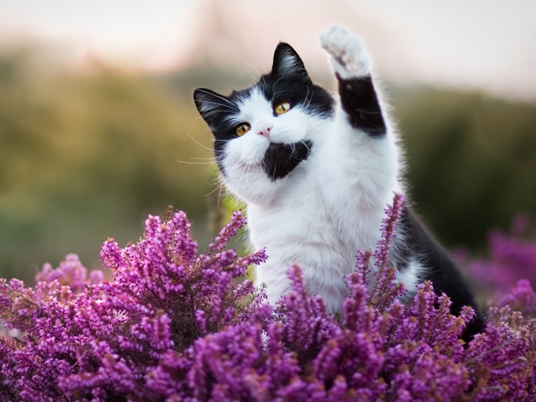 Художник Головина Наталья Алексеевна