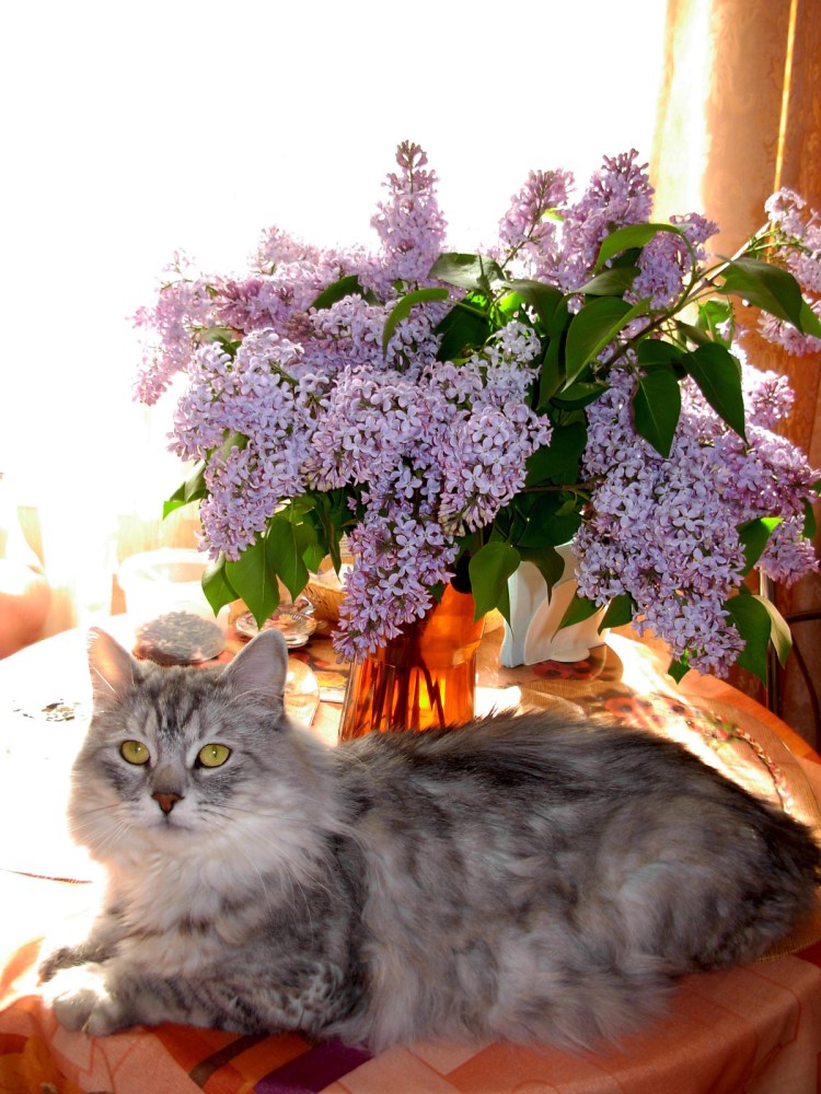 Ирина Приходько Фотонатюрморты