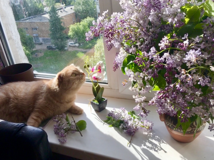 Коты и сирень