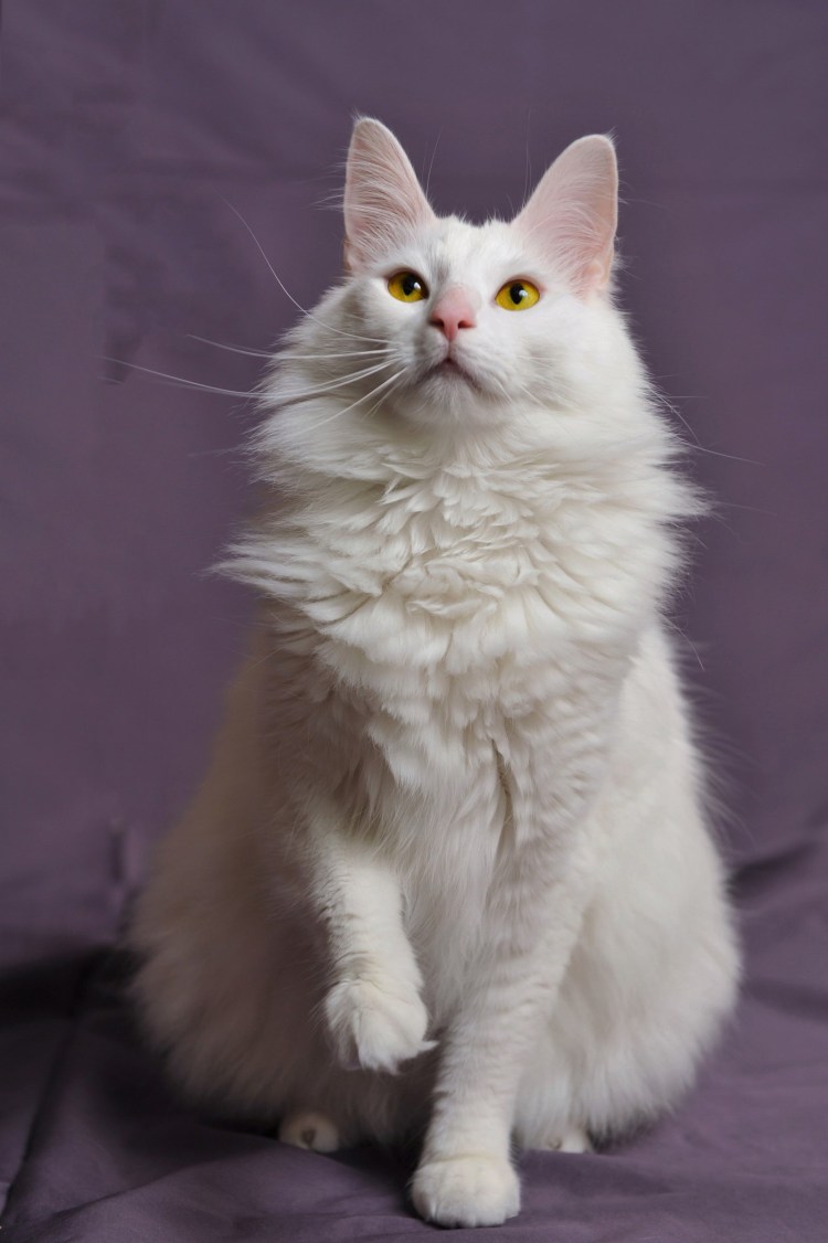 Турецкая ангорская кошка короткошерстная