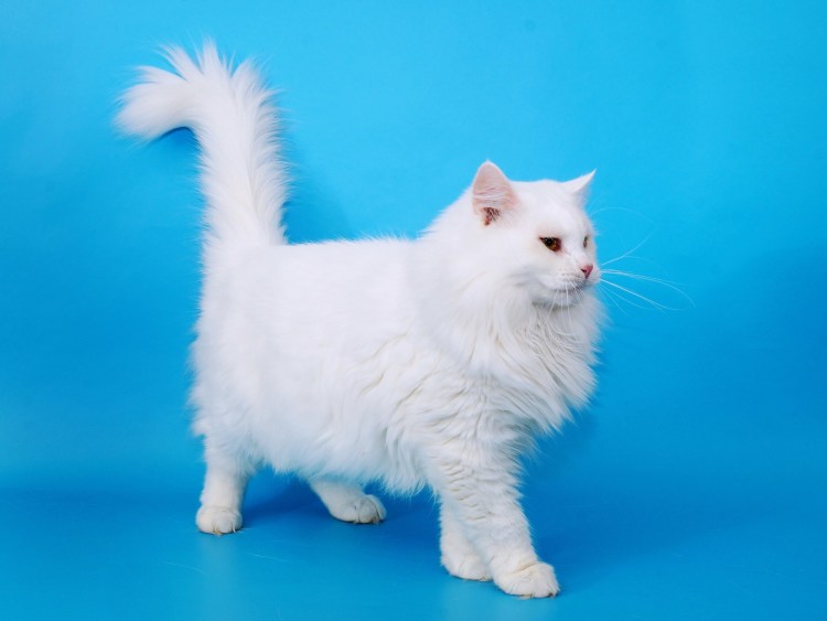 Ангорская кошка турецкая ангора
