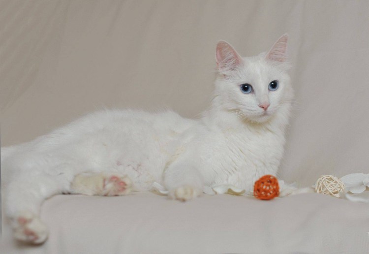 Турецкая ангора кошка
