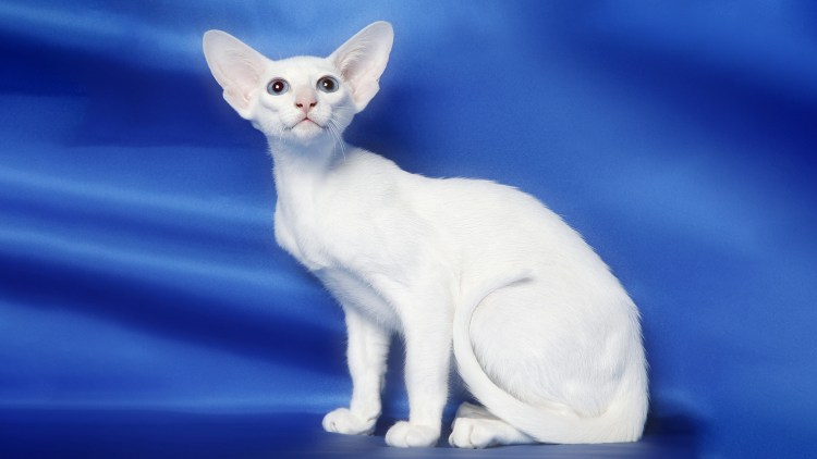 Британская шиншилла Коби