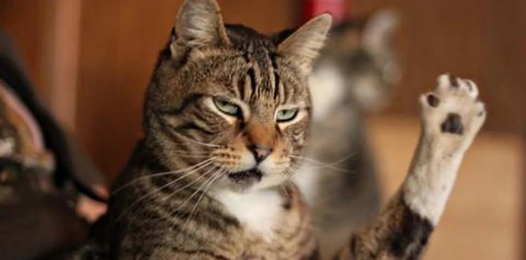 Котик машет лапкой