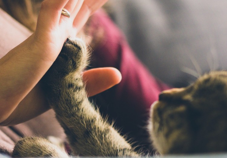 Кот здарова