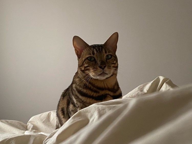 Человек гладит кота