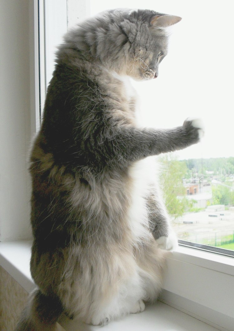 Три рыжих кота