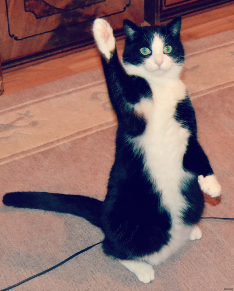 Милые животные с лапками