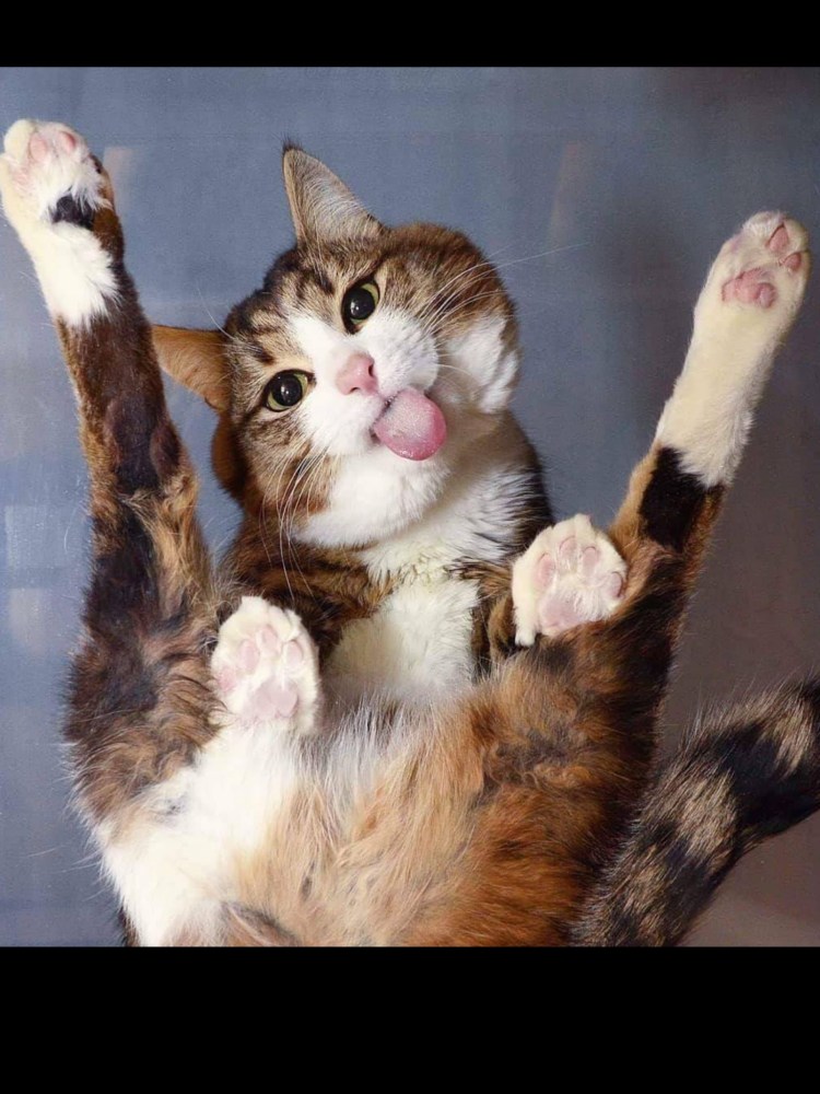 Прощай котик