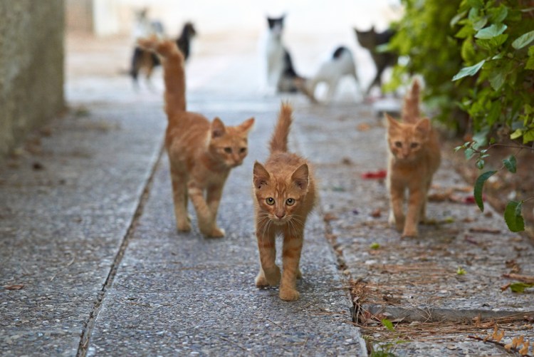 Кот молится