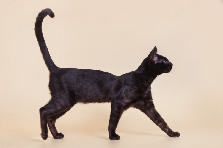 Черный бенгал меланистик