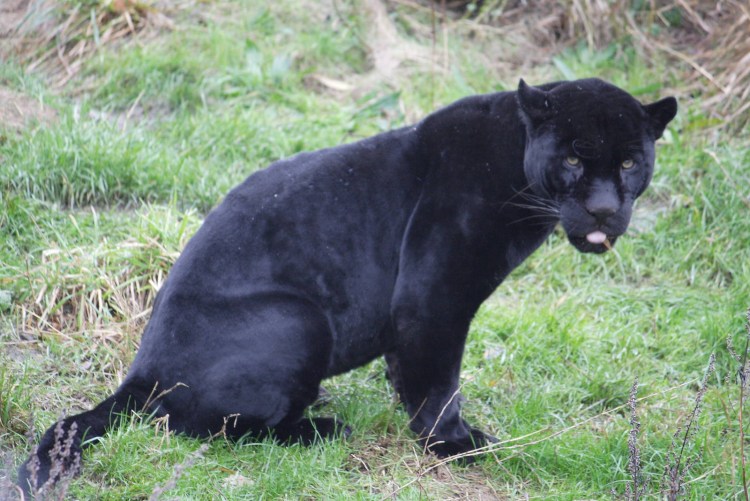 Melanistic Snow Leopard