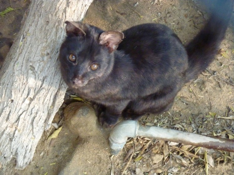 Кот меланист