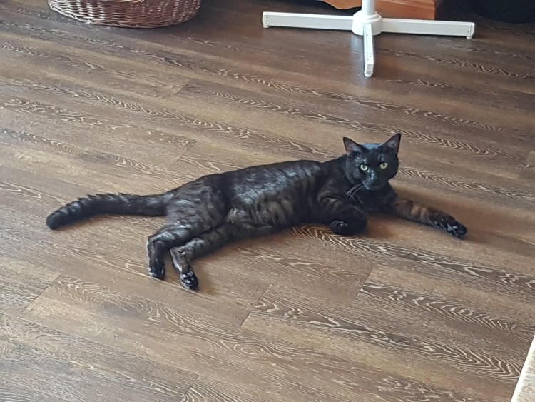 Чёрный сервал меланист