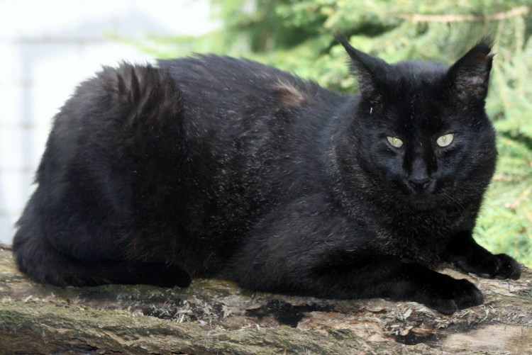 Бенгал меланистик на кровати