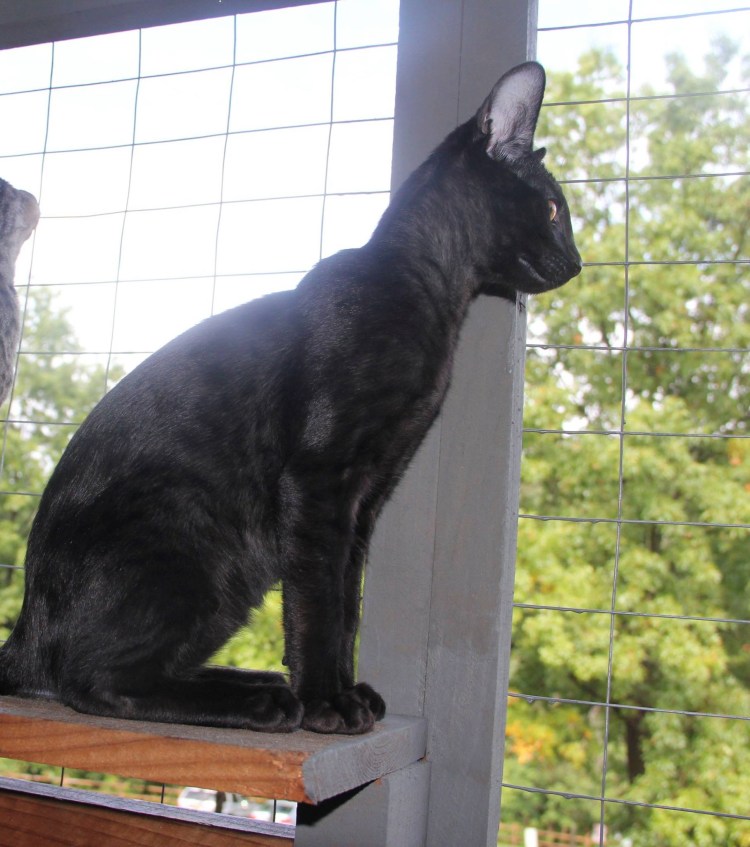 Бенгальская кошка меланистик Кашмир