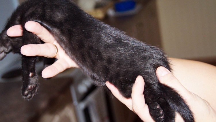 Бенгальская кошка меланистик