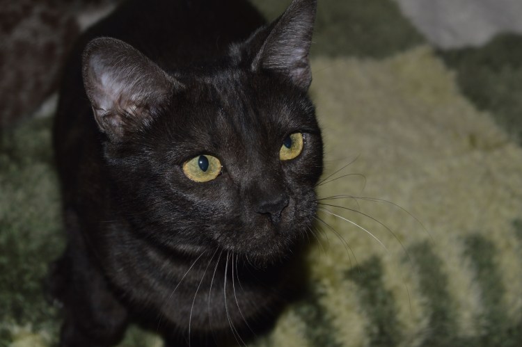 Бенгальские угольные котята