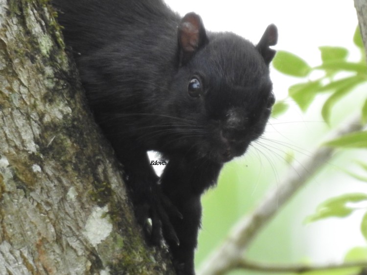 Сервал меланист