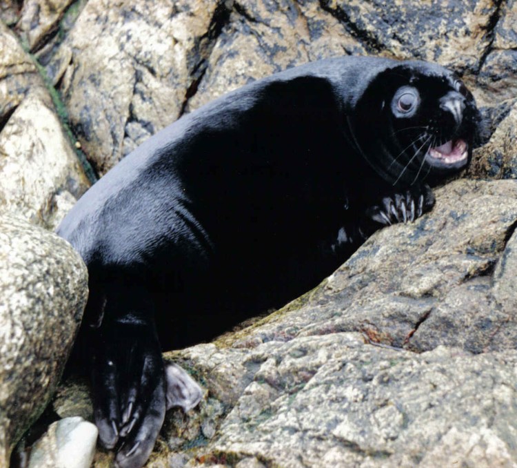 Бенгал пантеретта