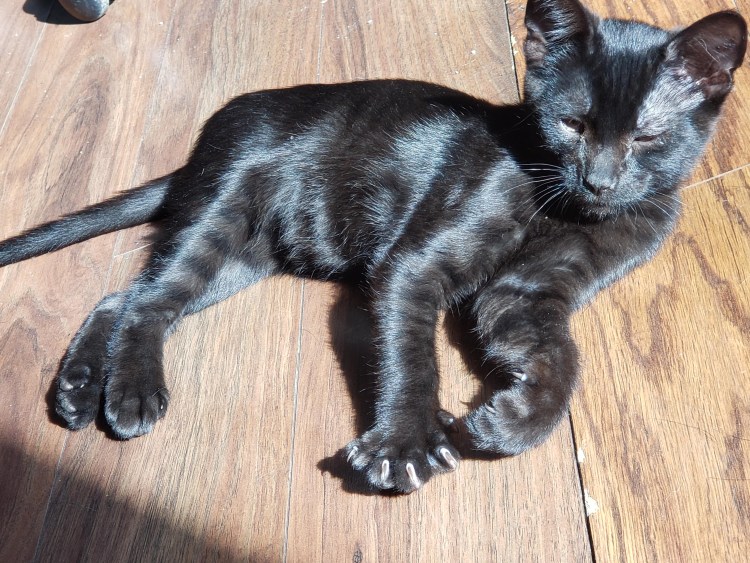 Серенгети меланистик