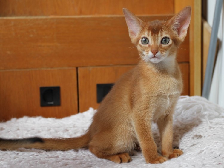 Сорель кошка соррель Абиссинская