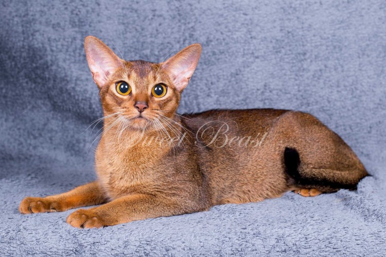 Абиссинская кошка дикий окрас