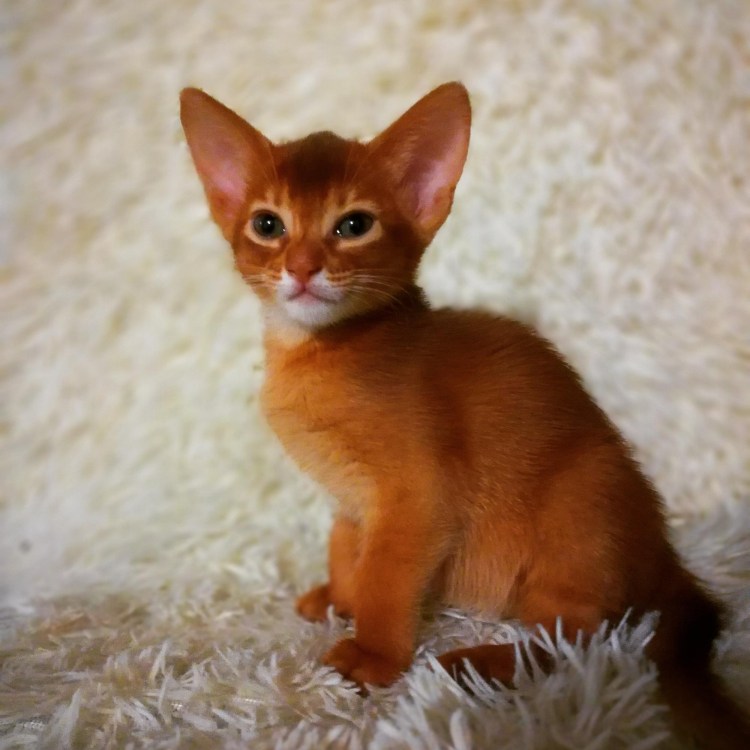 Абиссинская собака