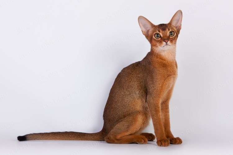 Абиссинская кошка окрасы