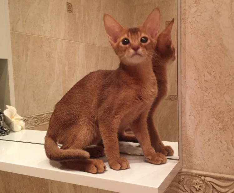 Абиссинская кошка соррель