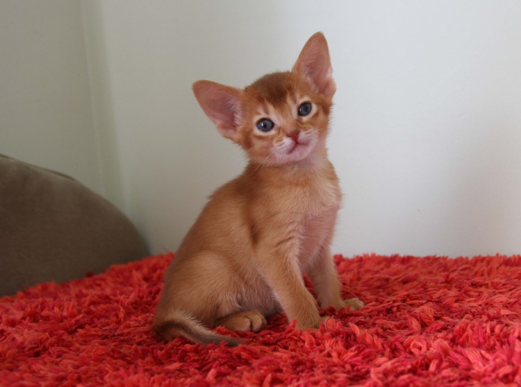 Абиссинская кошка окрас соррель