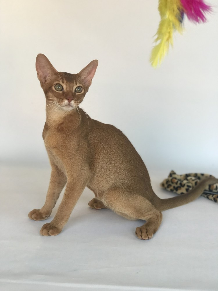 Абиссинские котята современного типа Сорель