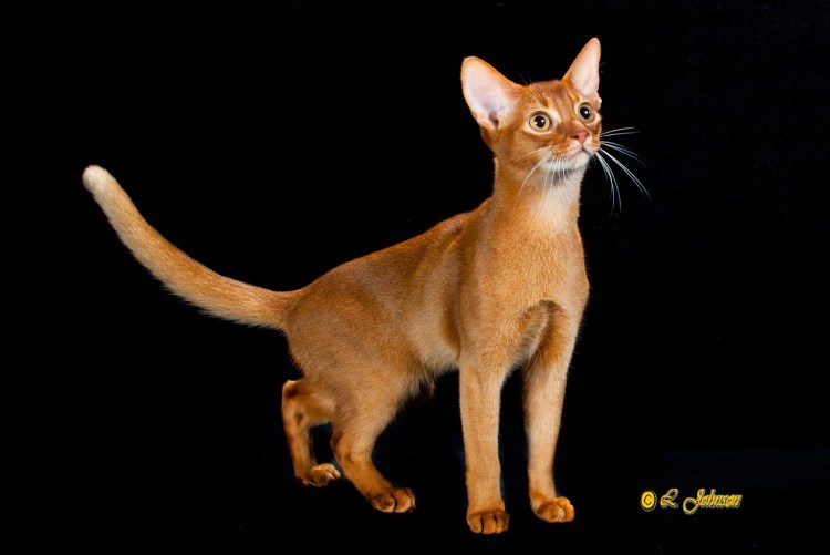 Сорель Абиссинская