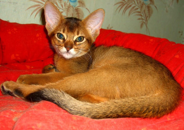 Имена абиссинских котов мальчиков