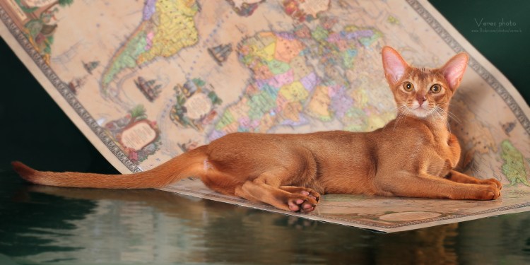 Сорель Абиссинская