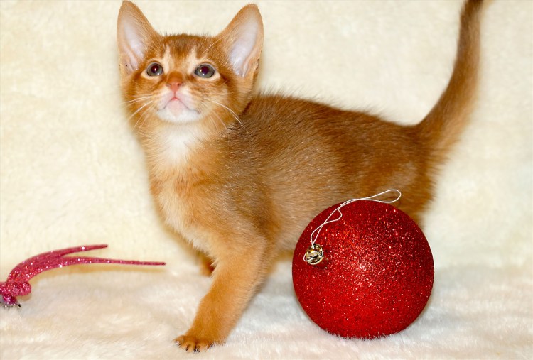 Абиссинская кошка окрас соррель