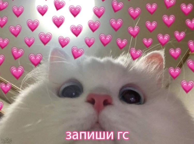 Коты с сердечками над головой