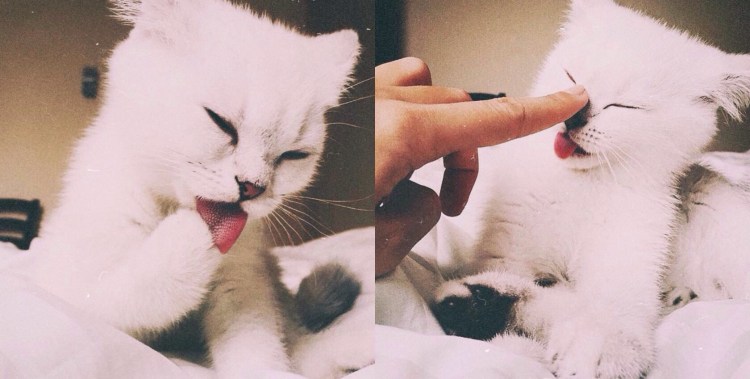 Милые пикчи с котятами