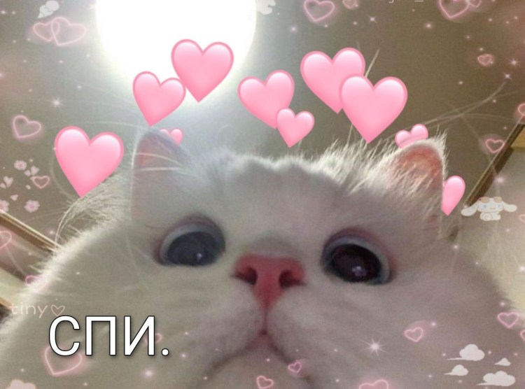 Милый котик