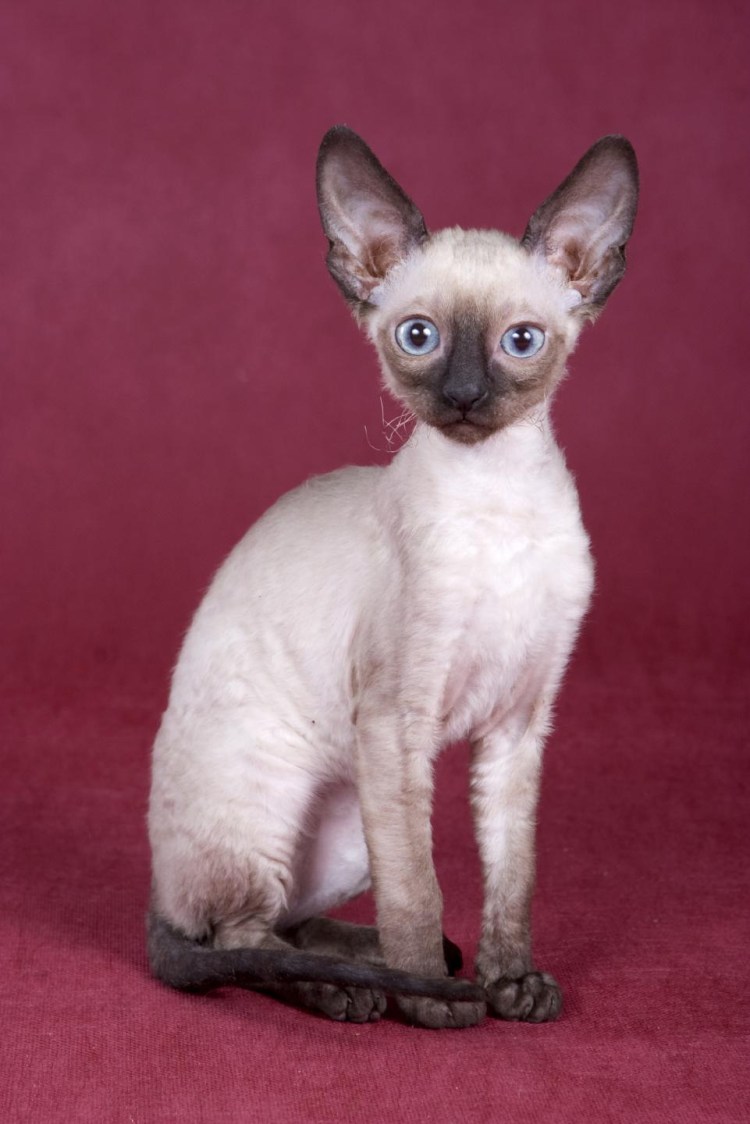 Кот Девон рекс