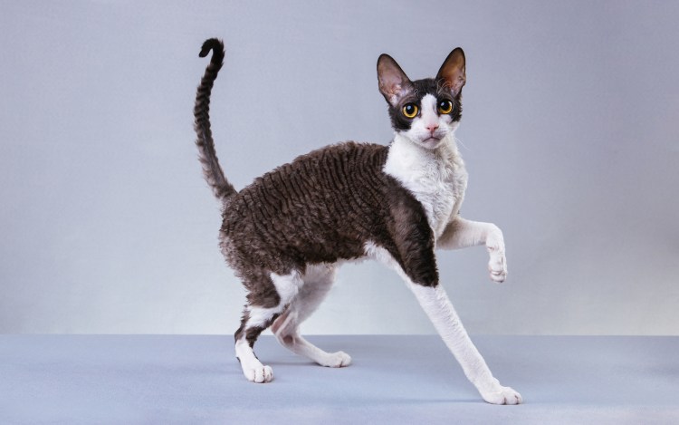 Корниш рекс