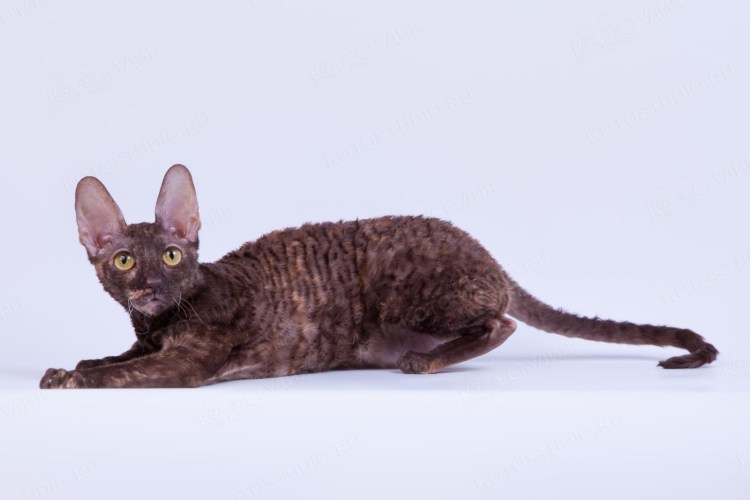 Коты породы Корниш рекс